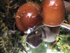 Cortinarius illuminus