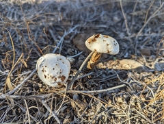 Battarreoides diguetii