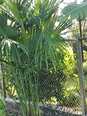 Trachycarpus fortunei