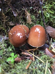 Cortinarius illuminus