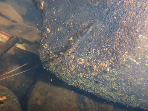 Paratya curvirostris