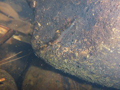 Paratya curvirostris