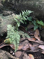 Pityrogramma calomelanos