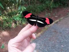Heliconius erato