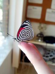 Diaethria clymena
