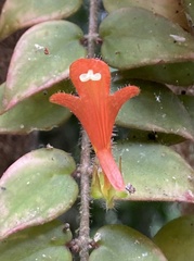 Columnea