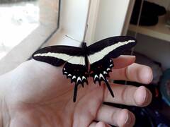 Heraclides hectorides