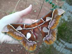Rothschildia hesperus