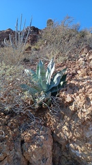Agave colorata