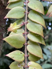 Columnea