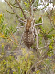 Austrosaginae
