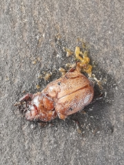 Anoplognathus velutinus