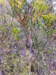 Austrosaginae