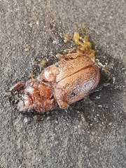 Anoplognathus velutinus