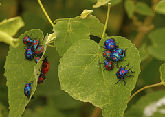 Tectocoris diophthalmus