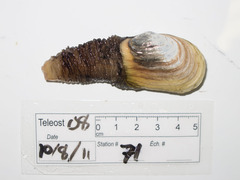 Mya truncata