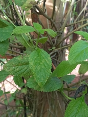 Stachytarpheta urticifolia