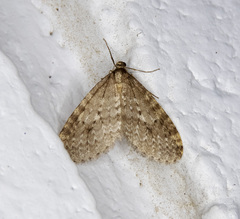 Operophtera occidentalis