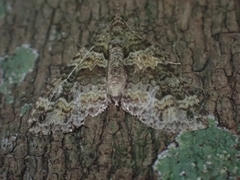 Crasilogia gressitti