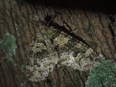 Crasilogia gressitti