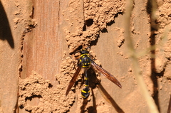 Phimenes flavopictus formosanus
