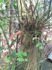 Stachytarpheta urticifolia