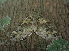 Crasilogia gressitti