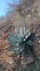 Agave colorata