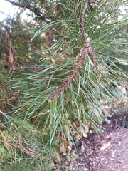 Pinus virginiana