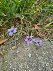 Sisyrinchium micranthum