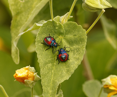 Tectocoris diophthalmus