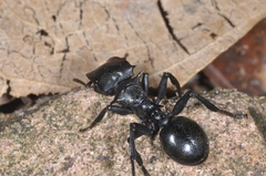 Cephalotes atratus