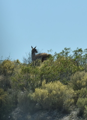 Lama guanicoe