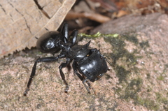 Cephalotes atratus