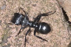 Cephalotes atratus
