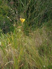 Oenothera drummondii