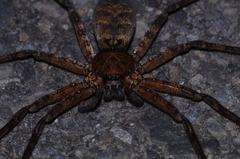 Heteropoda simplex