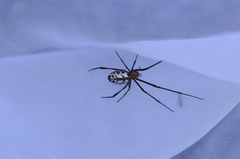 Leucauge taiwanica
