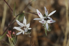 Osmadenia tenella