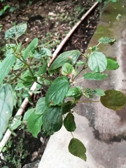 Acalypha arvensis