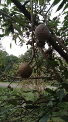 Annona reticulata