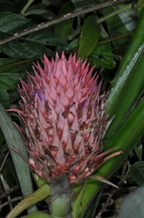 Ananas comosus bracteatus