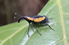 Cactophagus circumdatus