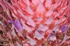 Ananas comosus bracteatus