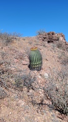 Ferocactus