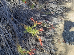 Epilobium canum