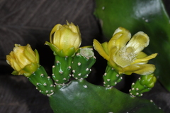 Brasiliopuntia brasiliensis