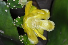 Brasiliopuntia brasiliensis