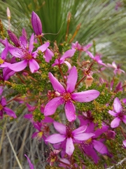 Calytrix fraseri