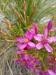 Calytrix fraseri